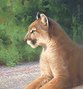 Cougar Profile, mountain lion, Puma