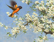 A Breath of Spring painting Northern Oriole with Apple blossoms