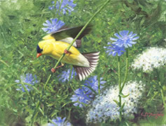 Chardonneret jaune, fleurs sauvages, oiseau, toile