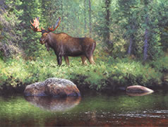 Bull Moose by the River, Wildlife painting of moose in northern forest, boreal river 
