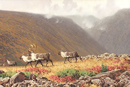 Caribou Mont Albert Painting, Gaspé Caribou herd