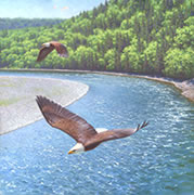 Aigles survolant la rivière Restigouche, peinture animalier, toile