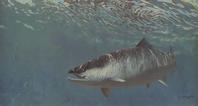 End of the Line, Painting of Salmon on fishing line underwater