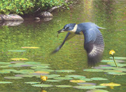 Oil painting, Kingfisher flying over summer pond with lily pads, yellow water lilies