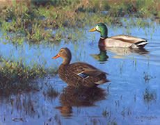 Mallards Painting of mallard ducks
