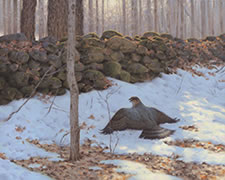 Mantiling Cooper's Hawk painting, hunting hawk