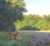Morning Shadows, oil painting of doe and fawn, white-tailed deer in summer field