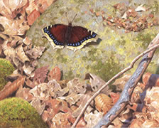 Mourning Cloak, butterfly oil painting