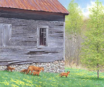 Fox family, old schoolhouse, spring, oil painting, fox kits, Dunham