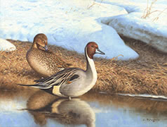 Pintail Ducks oil painting
