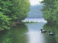 Sanctuary, oil painting of loons, loon family in northern lake in the summer