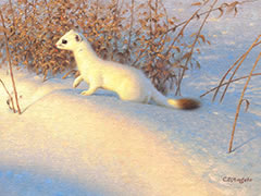 Still Ermine, oil painting of ermine, wildlife, weasel in winter, short-tailed weasel, winter scene