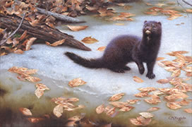 Oil painting of a mink in spring on a frozen creek, weasel, wildlife pain†ing, conserva†ion stamp