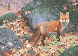 Woodland Fox, red fox in fall autumn forest
